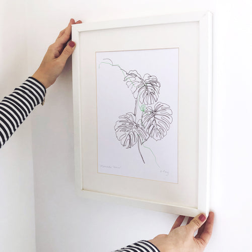 Monstera Leaves